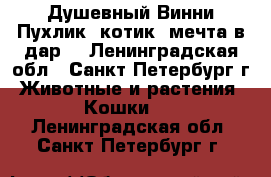 Душевный Винни-Пухлик, котик- мечта в дар! - Ленинградская обл., Санкт-Петербург г. Животные и растения » Кошки   . Ленинградская обл.,Санкт-Петербург г.